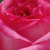 Blanche-rose - Rosiers hybrides de thé - Kordes' Perfecta®